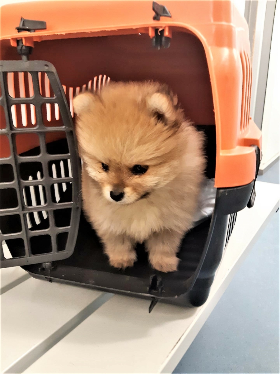Welpenschmuggel über die A17 – Bundespolizei stellt erneut Hundewelpen sicher!