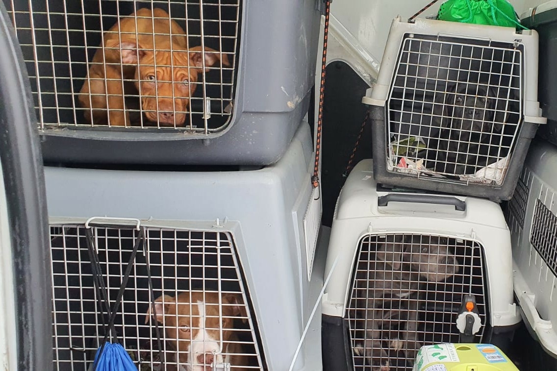 Illegaler Hundetransport Bundespolizei befreit 14 Welpen aus misslicher Lage
