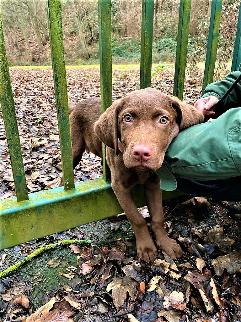Herdecke: Feuerwehr befreit Hundewelpen aus einem Metalltor!