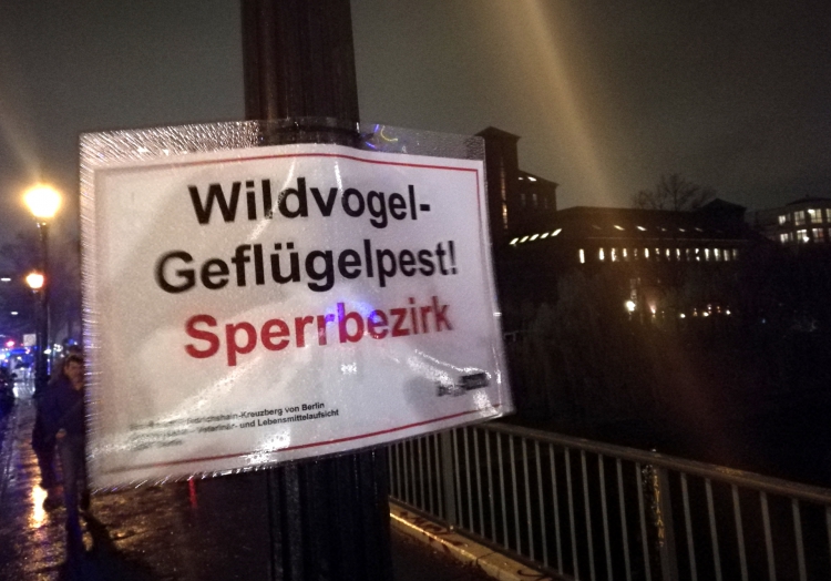 Tierschutzbund verlangt bessere Prävention gegen Geflügelpest