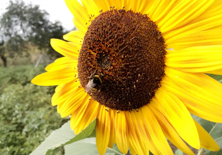 Schulze wirft Klöckner Lobbypolitik beim Insektenschutz vor