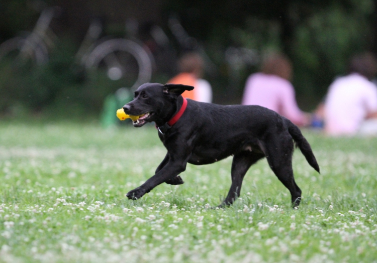 Mischling, Bulldogge und Labrador bleiben beliebteste Hunde