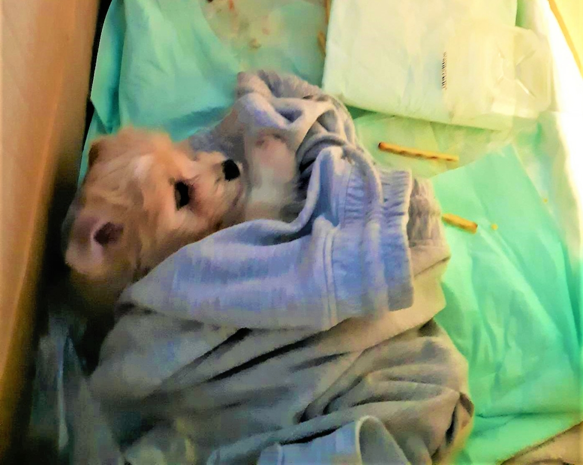 Corona-Polizei: Rumäne führt einen „Bichon“-Welpen illegal nach Deutschland ein!