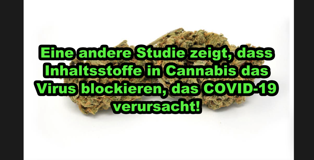 Eine andere Studie zeigt, dass Inhaltsstoffe in Cannabis das Virus blockieren, das COVID-19 verursacht!
