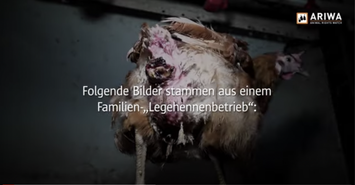 Blutig, eitrig, kahlgerupft: Das Leid der „Legehennen“!