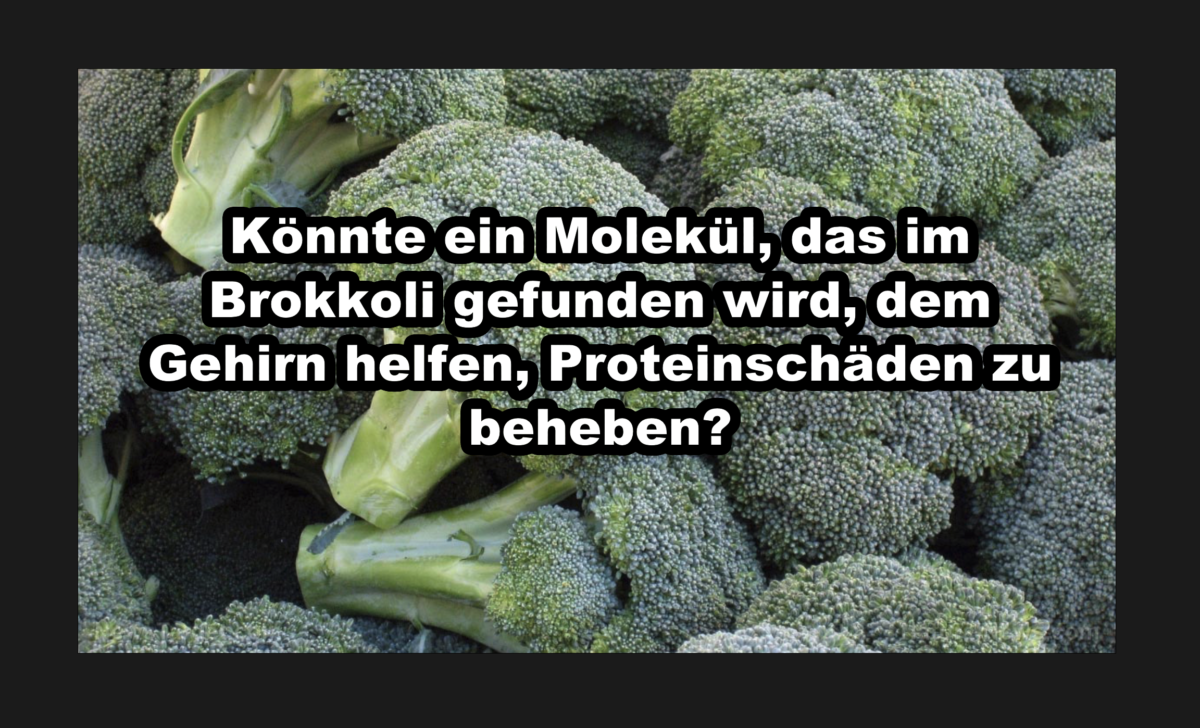 Könnte ein Molekül, das im Brokkoli gefunden wird, dem Gehirn helfen, Proteinschäden zu beheben?