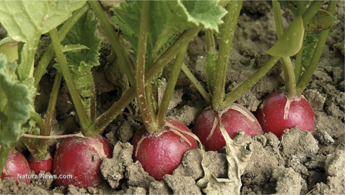 Tipps für den Hausgarten: 17 Gemüse, das Sie in Eimern anbauen können!