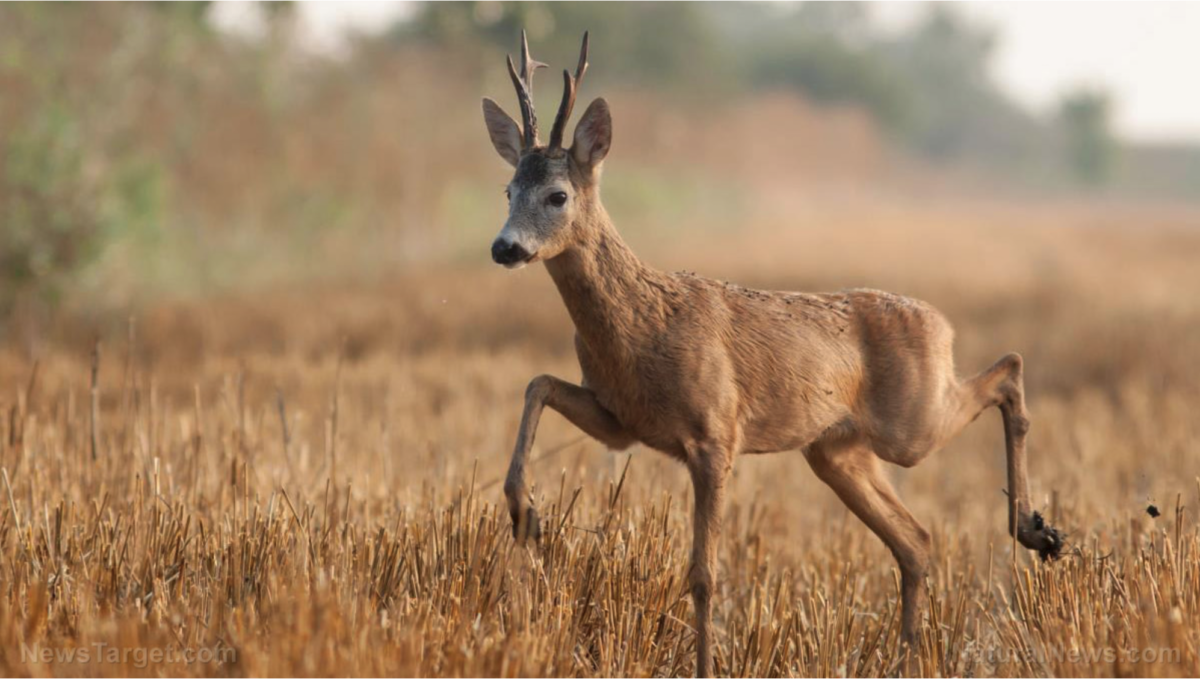 NICHT NUR MENSCHEN: Wissenschaftler sagen, dass 5G-Strahlung Tiere und Wildtiere tötet
