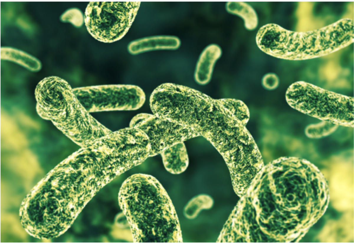 Studie: Die Einnahme von Probiotika kann bei postinfektiösem IBS helfen!