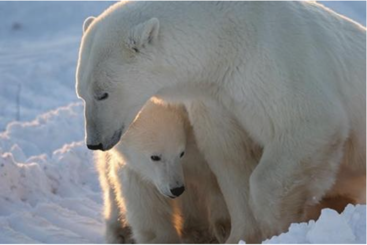 Kanadischer Zoologe: Eisbärenpopulation blüht auf!