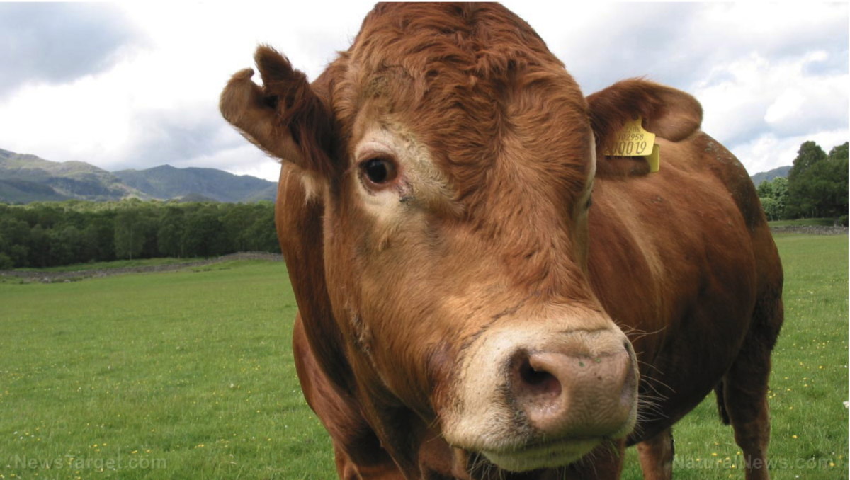 GVO-HAMBURGER? FDA genehmigt gentechnisch veränderte Kühe für die Rindfleischproduktion!