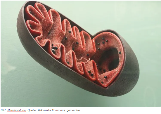 Mitochondrien und das Immunsystem – Dreimal mehr Energie für die Zelle!