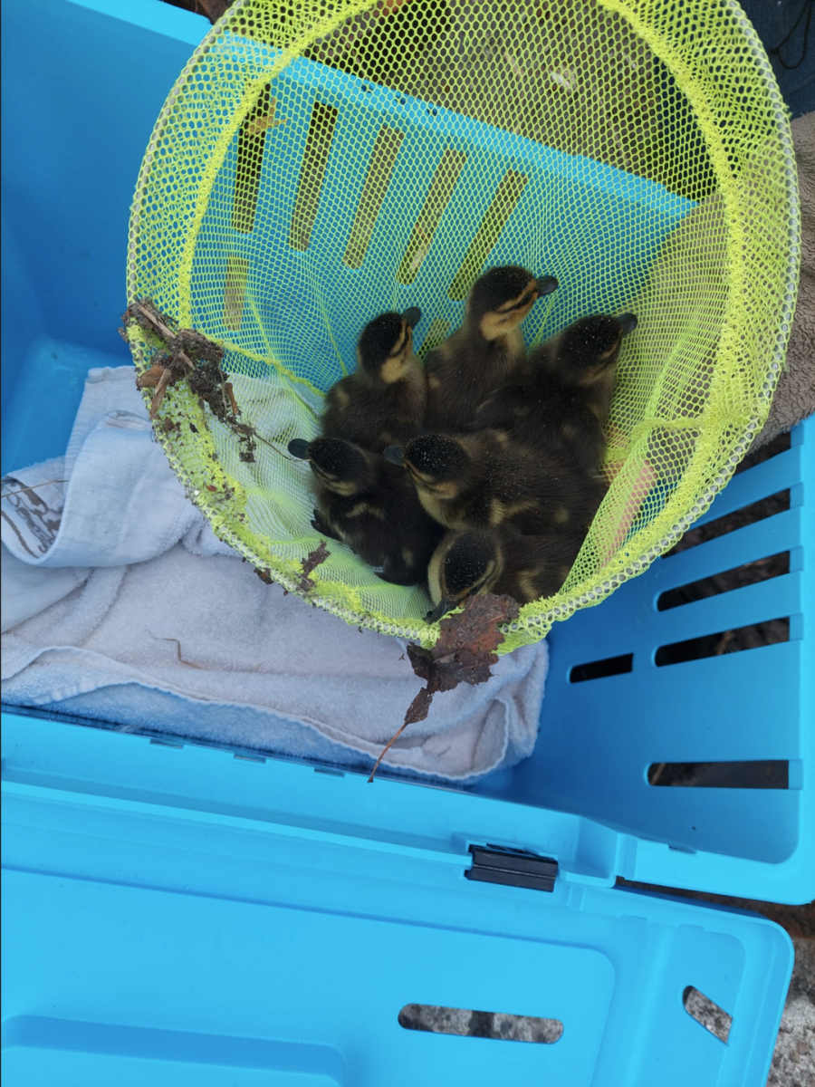 News aus dem Robbenzentrum Föhr und Tierhuus! Tiere bis unters Dach und nicht alltägliche Rettungsaktionen!