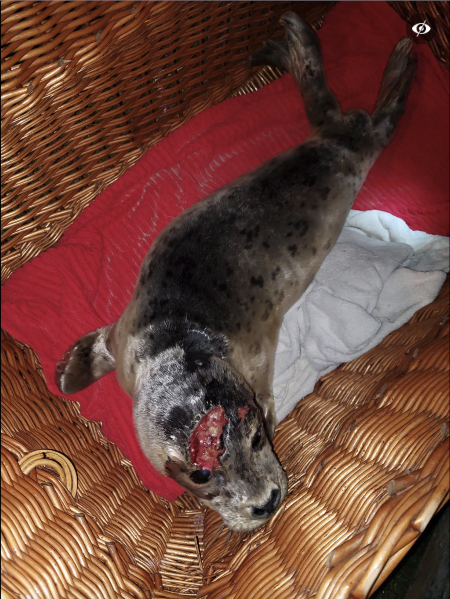 Tierschutz-Skandal auf Amrum – Seehundjäger überlassen in Not geratene Heuler einem grausamen Schicksal, zeigen jedoch immer wieder Tierärztin und Tierretter wegen Wilderei an !