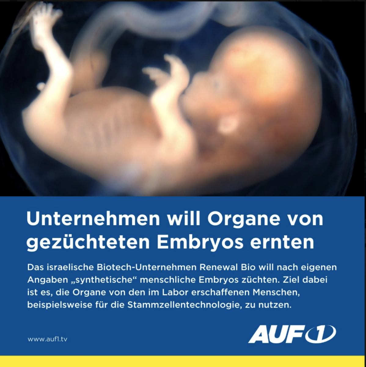 Unternehmen will Organe von gezüchteten Embryos ernten!