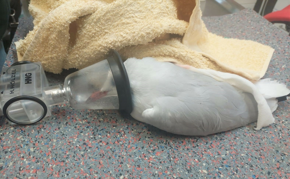 FAST PAUSENLOS IM EINSATZ FÜR NOTFÄLLE!