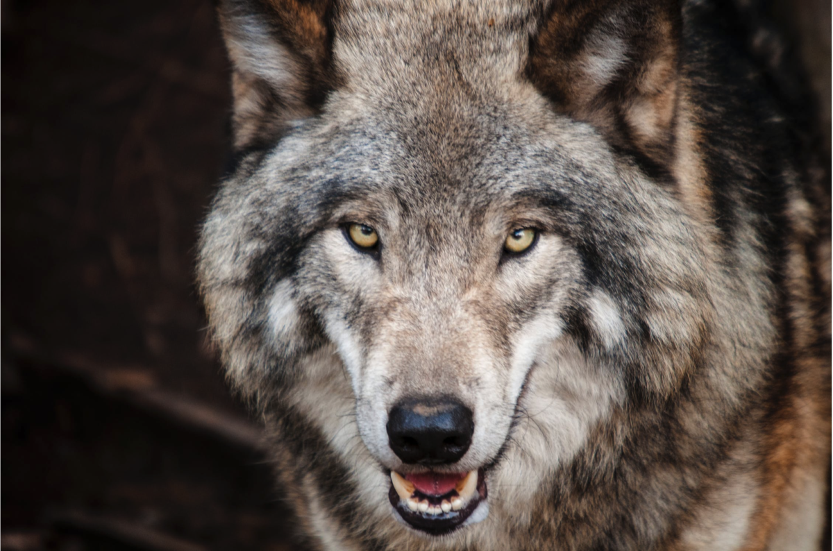 Regierung plant keine Anpassung des Wolf-Schutzstatus!