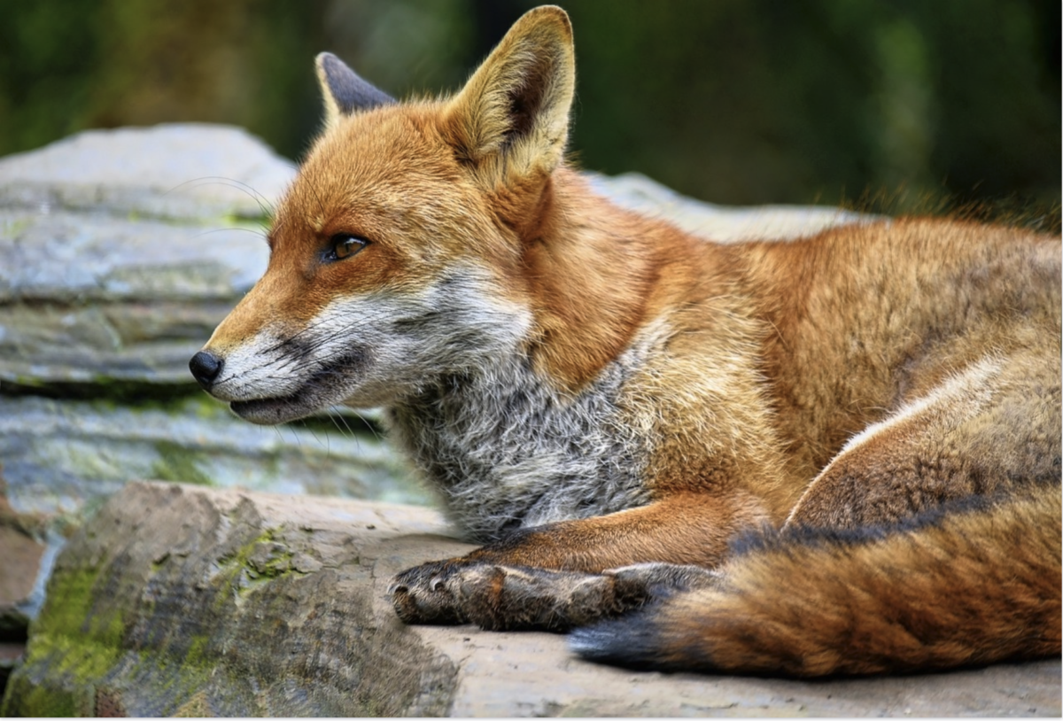 Sonneberg: Fuchs stirbt wegen Müll!