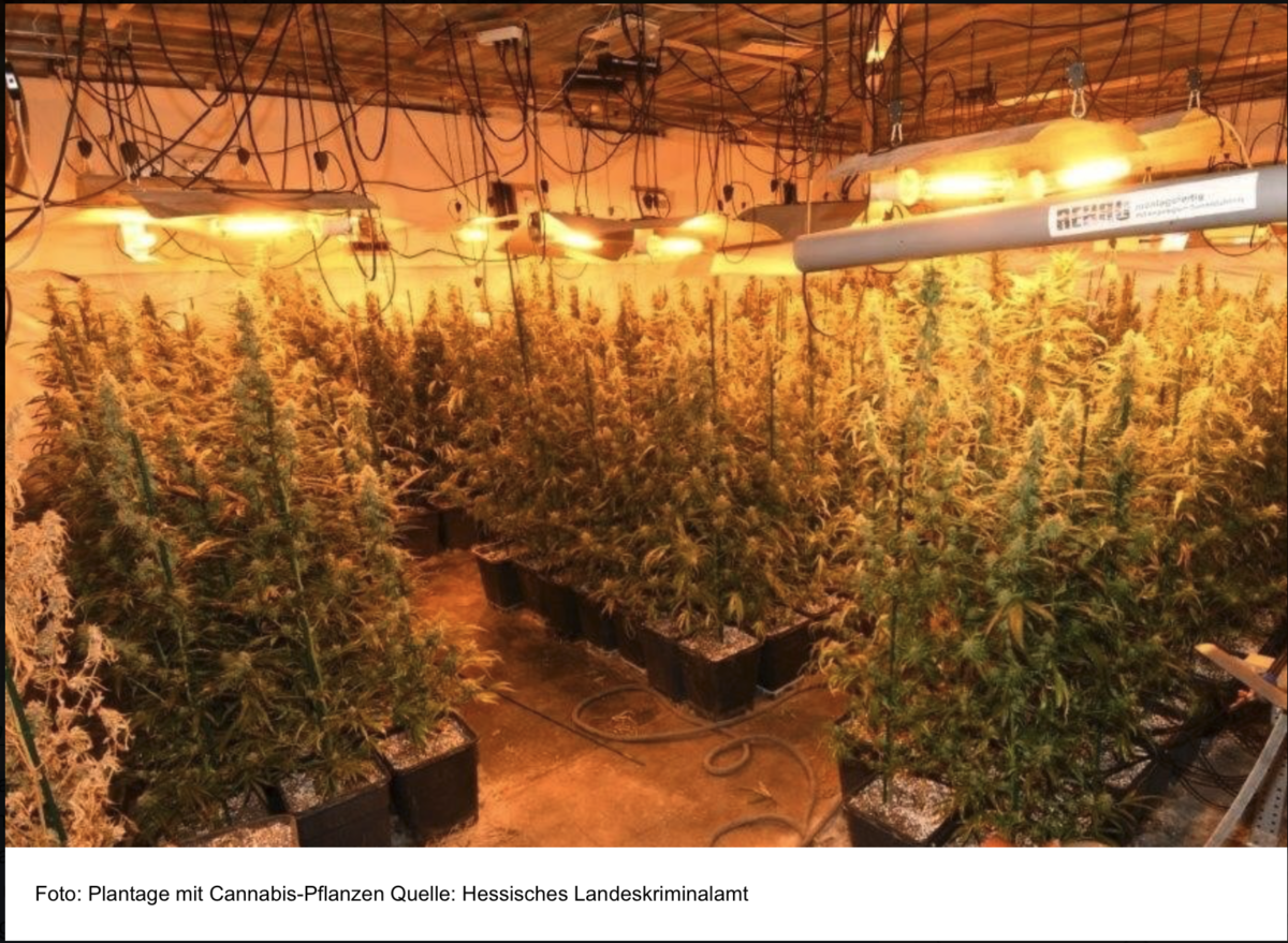 Zoll und Polizei zerschlagen zwei professionelle Marihuana-Plantagen – Sechs Festnahmen!