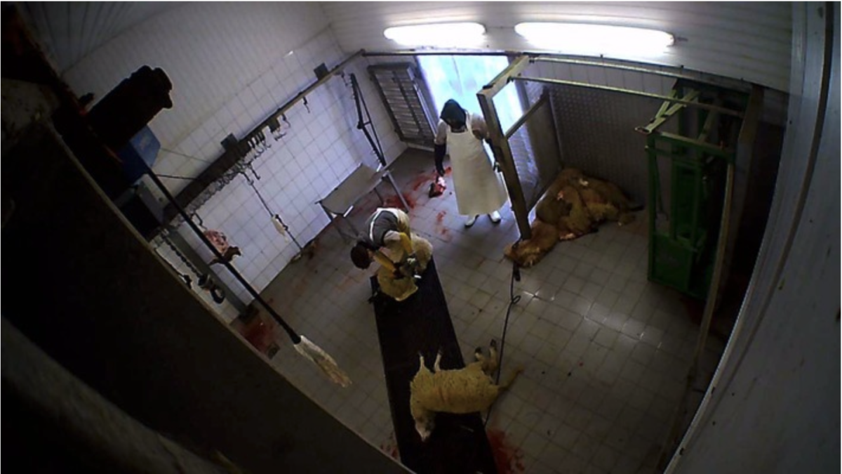 Versteckte Kameras filmen Tierquälerei in Schlachthof in Hürth bei Köln: Tiere wurden systematisch misshandelt und betäubungslos geschlachtet – Betrieb wurde geschlossen und versiegelt