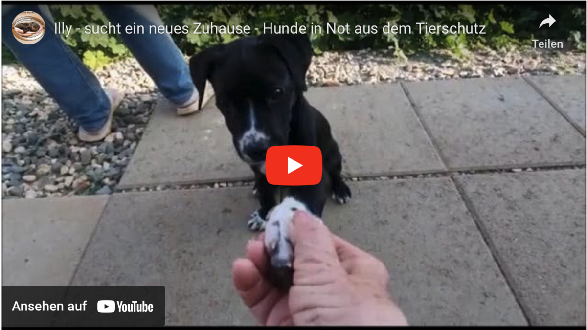 Illy – sucht ein neues Zuhause – Hunde in Not aus dem Tierschutz!
