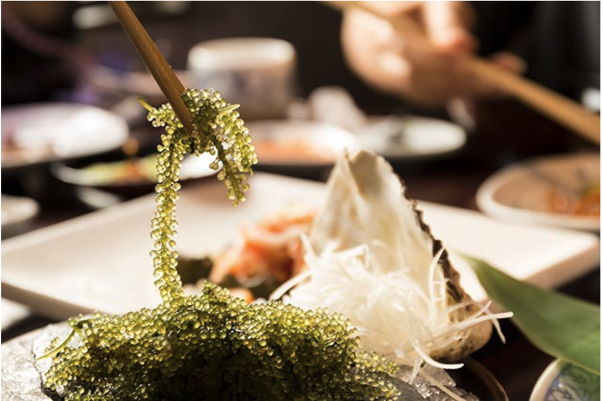 Algen, die die Ausscheidung von Dioxinen aus dem Körper beschleunigen: STUDIE