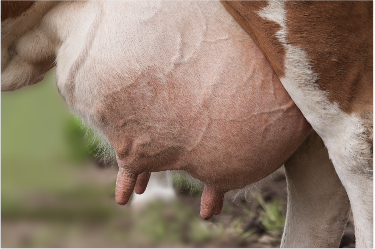 In eigener Sache. Ich bin Melkkuh von Beruf.