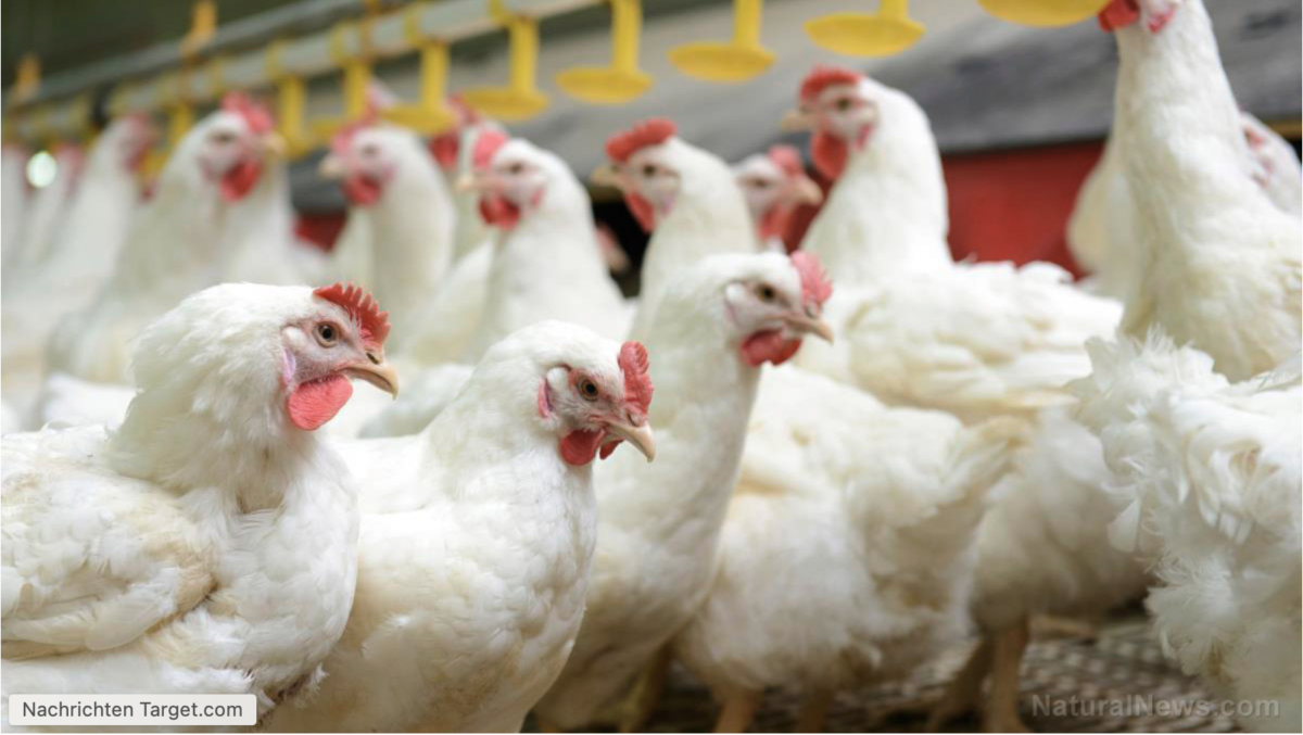 Chlordioxid macht Hühner gesünder, so die Studie
