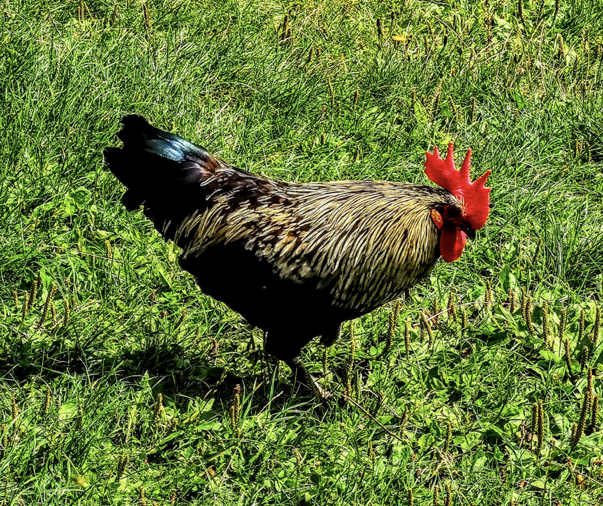 Männliche Küken illegal im Ausland getötet?