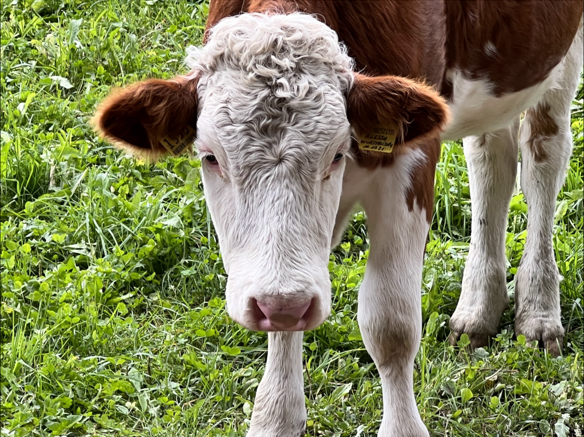 Niederwallmenach – Illegale Entsorgung von Rinder-Schlachtabfällen!