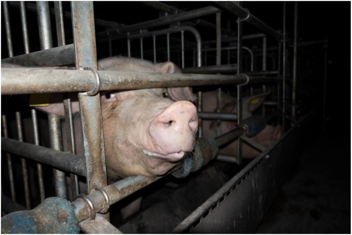 Grausame Zustände in Schweinehaltung aufgedeckt – Deutsches Tierschutzbüro erstattet Strafanzeige gegen Schweinebetrieb in NRW