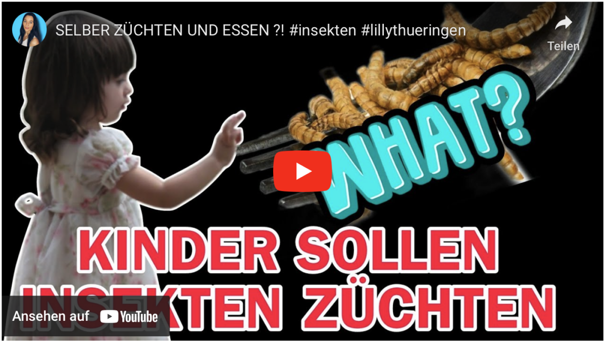 SELBER ZÜCHTEN UND ESSEN ?! #insekten #lillythueringen