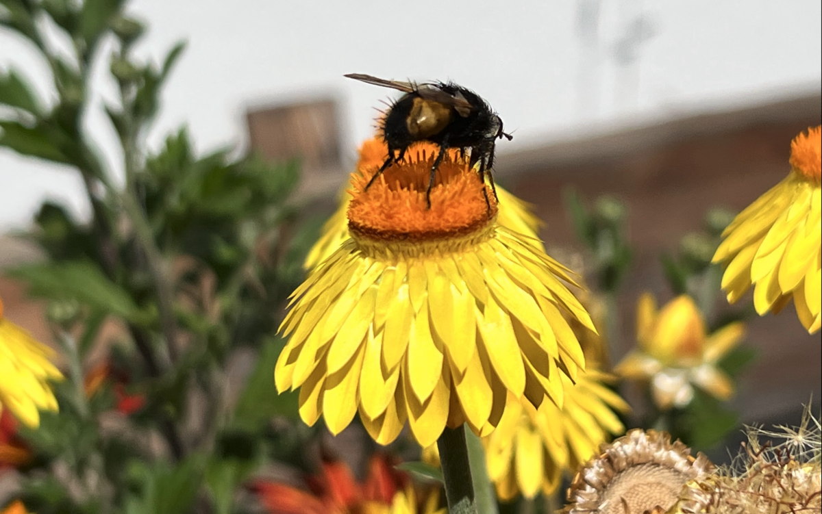 Heddesheim/Rhein-Neckar-Kreis: Unbekannter Täter beschädigt Bienenstöcke