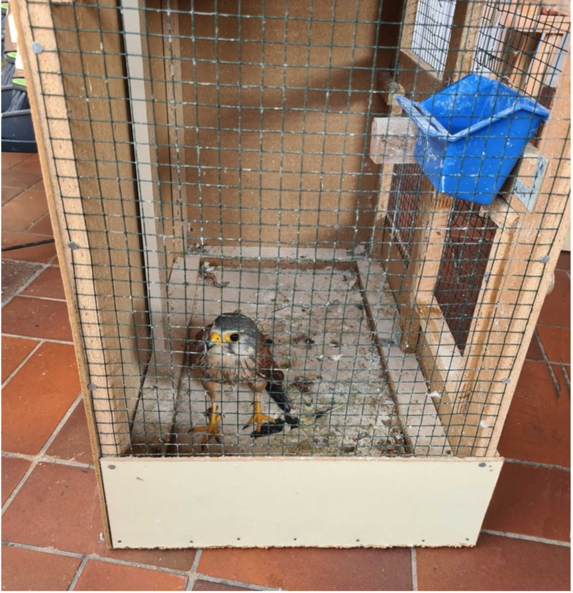 Turmfalke für 2.000 Euro auf Kleinanzeigenportal angeboten: Unter Artenschutz stehender Greifvogel befreit!