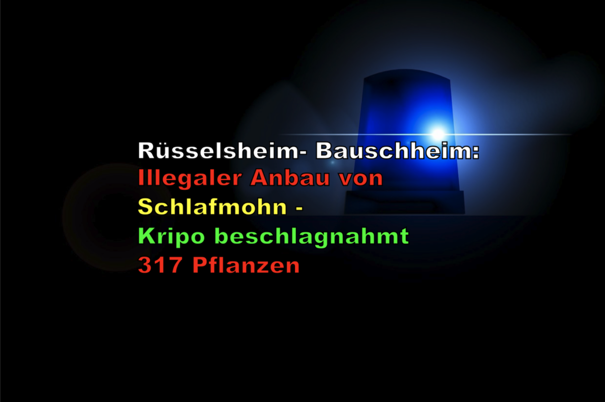 Rüsselsheim- Bauschheim: Illegaler Anbau von Schlafmohn – Kripo beschlagnahmt 317 Pflanzen!