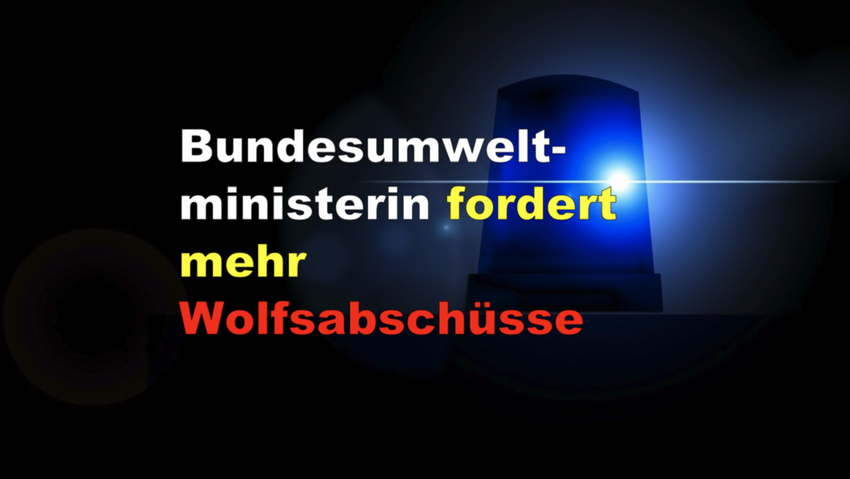 Bundesumweltministerin fordert mehr Wolfsabschüsse!