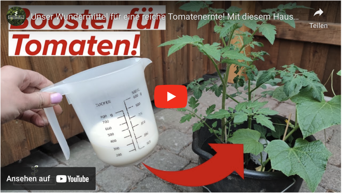 Unser Wundermittel für eine reiche Tomatenernte! Mit diesem Hausmittel klappt es!