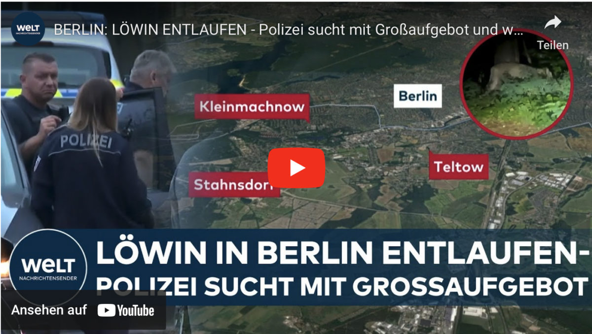 BERLIN: LÖWIN ENTLAUFEN – Polizei sucht mit Großaufgebot und warnt Anwohner im Süden Berlins