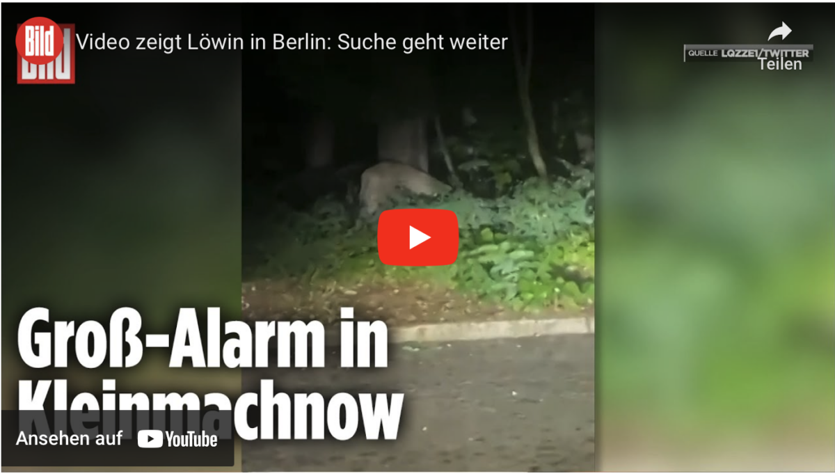 Video zeigt Löwin in Berlin: Suche geht weiter!