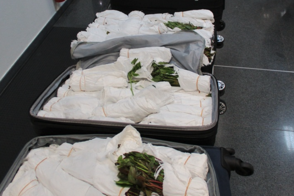 Zoll am Frankfurter Flughafen beschlagnahmt 83 Kilogramm Khat im Reiseverkehr!
