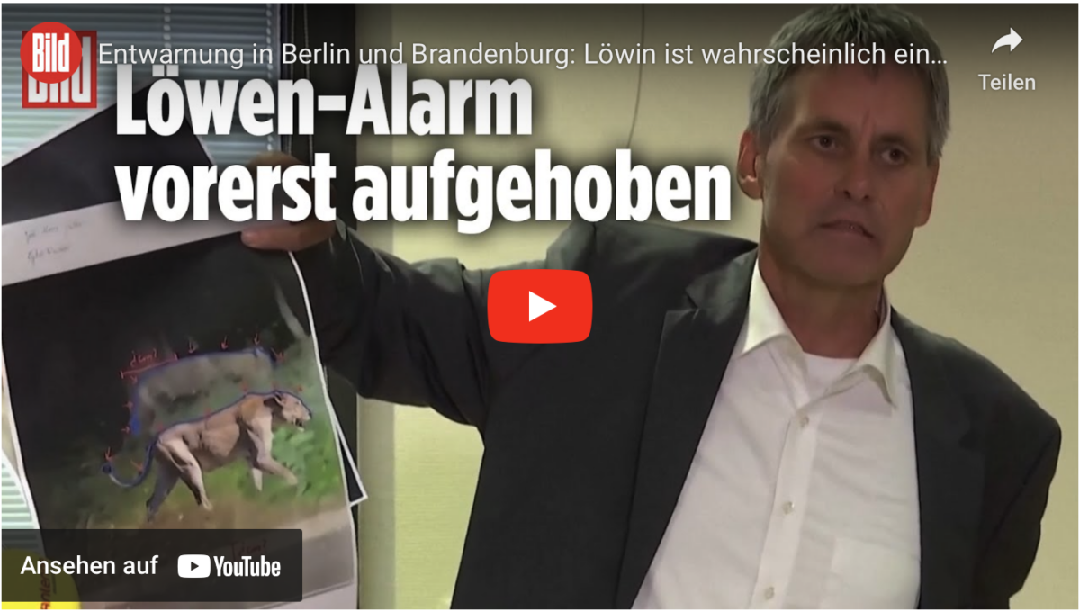 Entwarnung in Berlin und Brandenburg: Löwin ist wahrscheinlich eine Wildsau