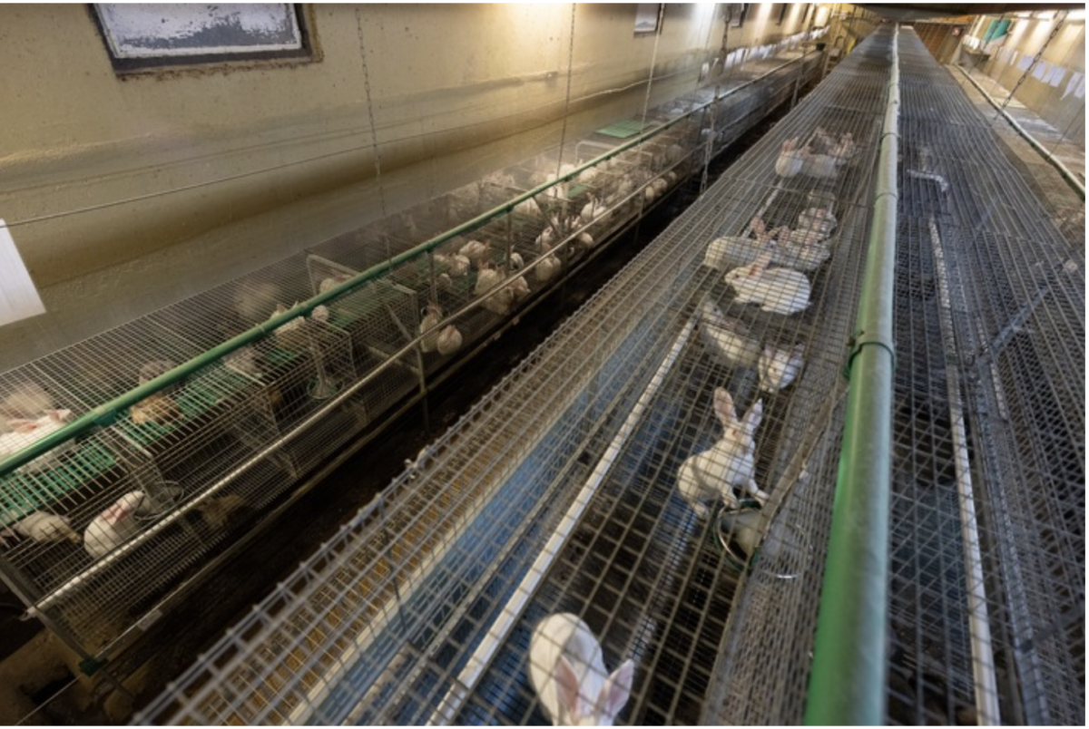 Dt. Tierschutzbüro gewinnt gegen größten Kaninchenzüchter Deutschlands, Dr. Zimmermann GbR, vor OLG Stuttgart und darf Firmennamen wieder nennen – Verfügung wird aufgehoben – Bilder zeigen Tierquälerei