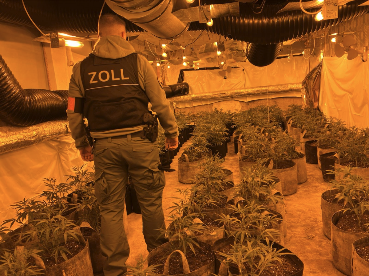 Staatsanwaltschaft Wuppertal und Zollfahndung Essen heben große Cannabisplantage in Velbert aus – 52 kg Marihuana – 2 Festnahmen – Velbert –
