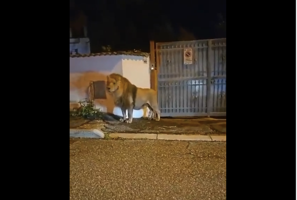 Ladispoli bei Rom: Löwe geht mehrere Stunden im Wohnviertel spazieren!