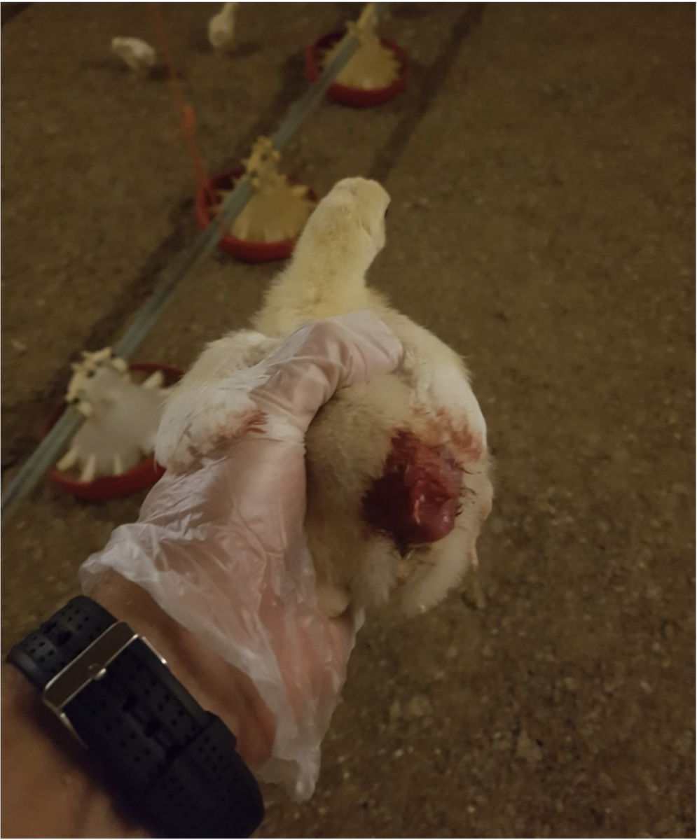 Nach Aufdeckung von Tierquälerei: Geflügelbetrieb entlässt Mitarbeitende, Hauptabnehmer REWE beendet Zusammenarbeit und „Initiative Tierwohl“ entzieht Siegel