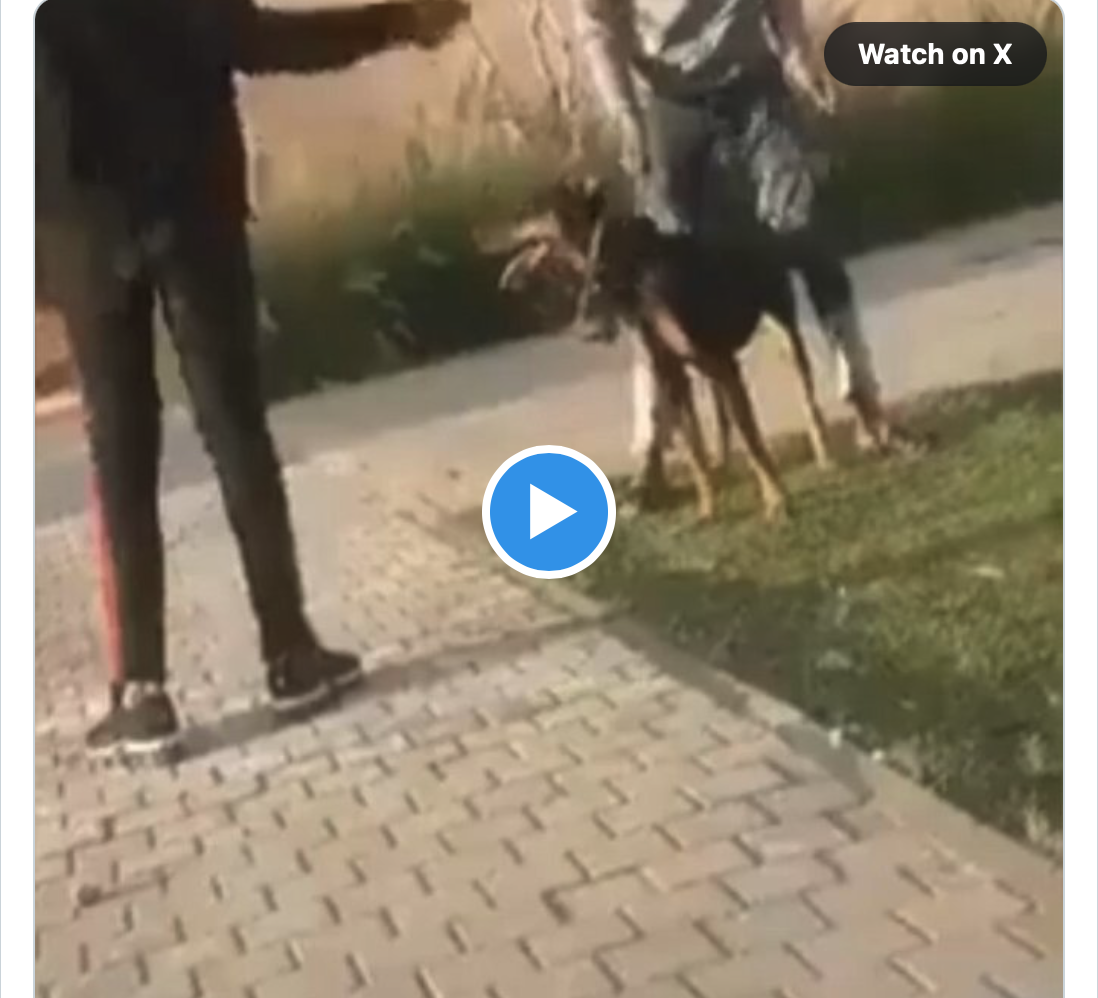 Kulturbereicherer schikaniert den falschen Hund und wird gebissen!