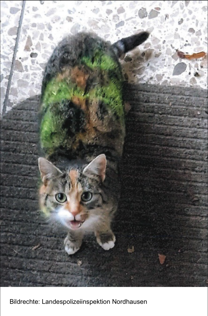 Zeugenaufruf: Katzen im Visier von Tierquälern –