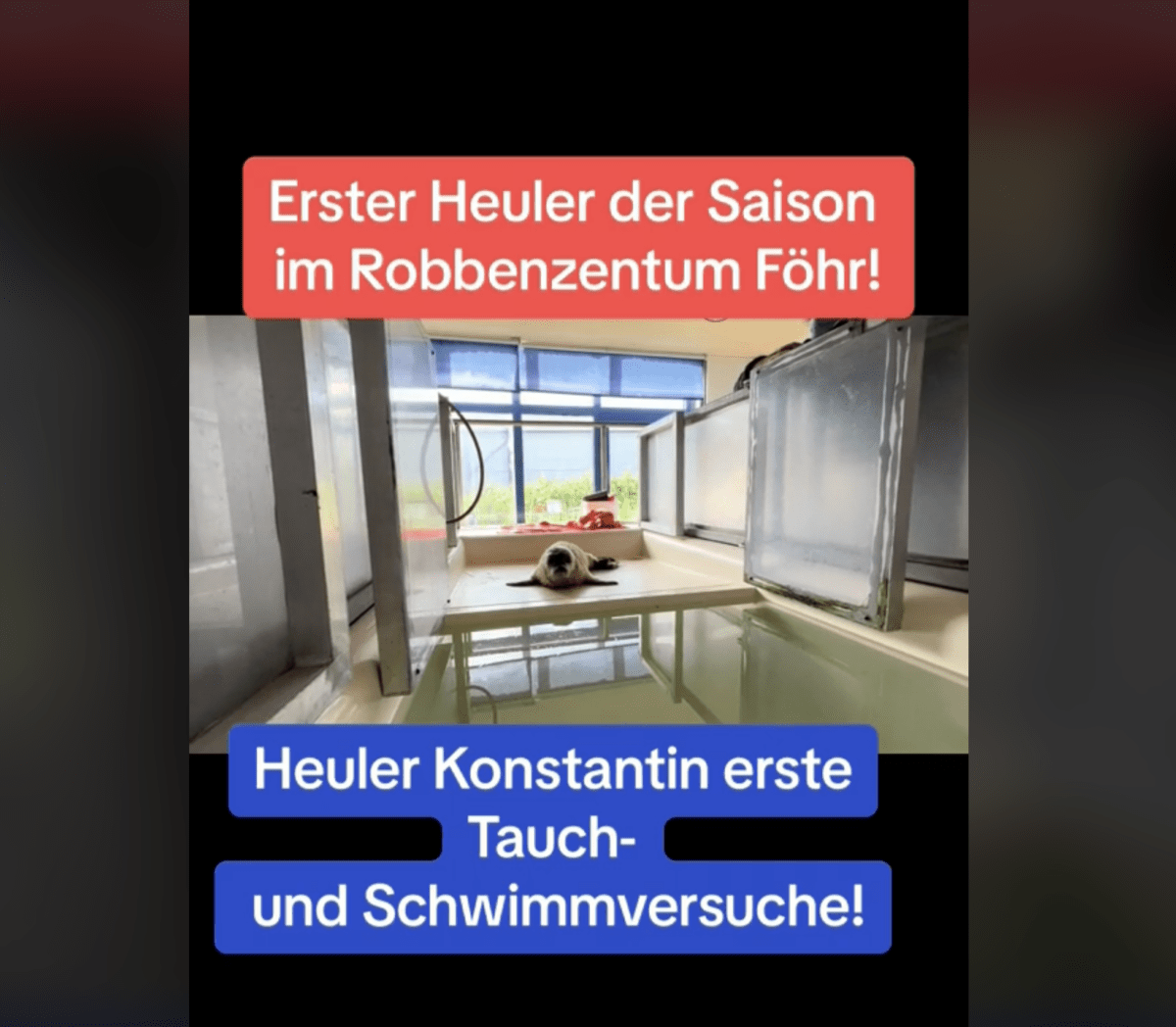 Erster Heuler der Saison im Robbenzentrum Föhr: Konstantin! Erste Tauch- und Schwimmversuche im Video!