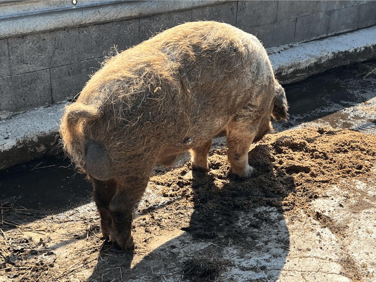 Bundesverfassungsgericht soll Schweine nicht im Stich lassen!