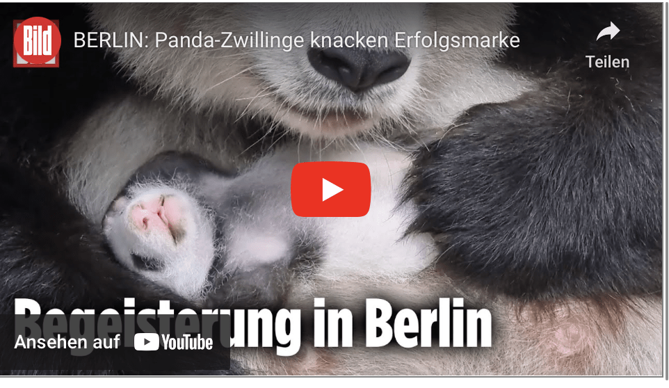 BERLIN: Panda-Zwillinge knacken Erfolgsmarke